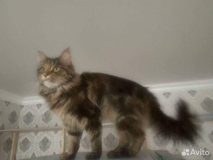 Кошки Мэйн кун