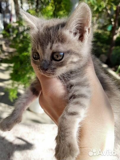 Котята в добрые руки бесплатно