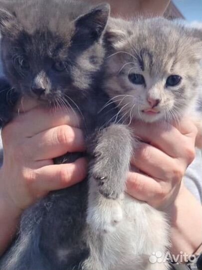 Котята в добрые руки даром