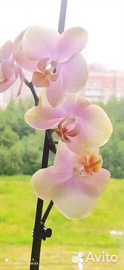 Орхидея фаленопсис