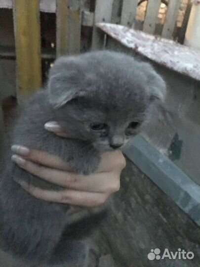 Котята от веслоухой кошки
