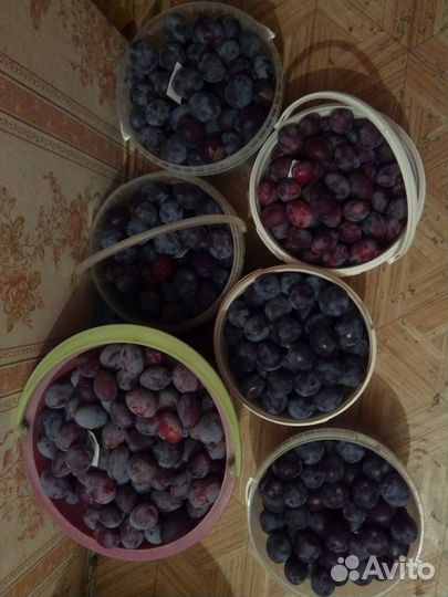 Саженцы клубники,малины красной и черной,тернослив