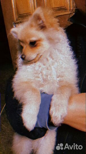 Померанский шпиц