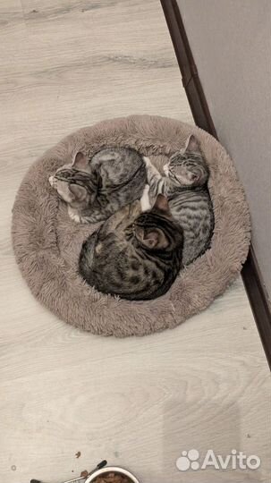 Бенгальские котята