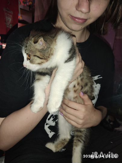 Котенок девочка в добрые руки