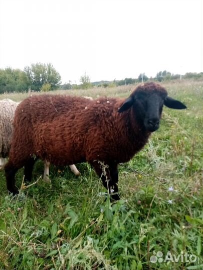 Овцы бараны