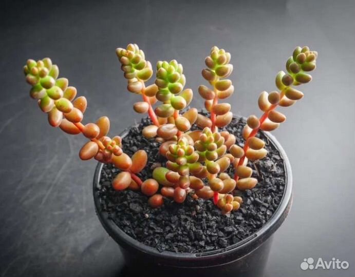 Седумы разные (суккуленты)
