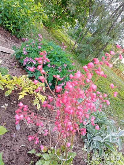 Дицентра Формоза