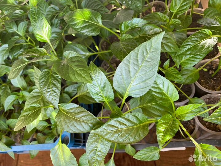 Рассада перца