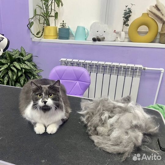Стрижка котов и кошек экпресс линька