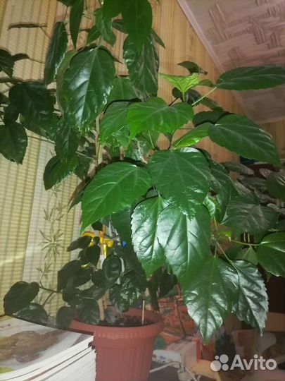 Гибискус китайская роза