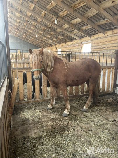 Русский тяжеловоз