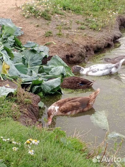 Индоутка мускусная утка