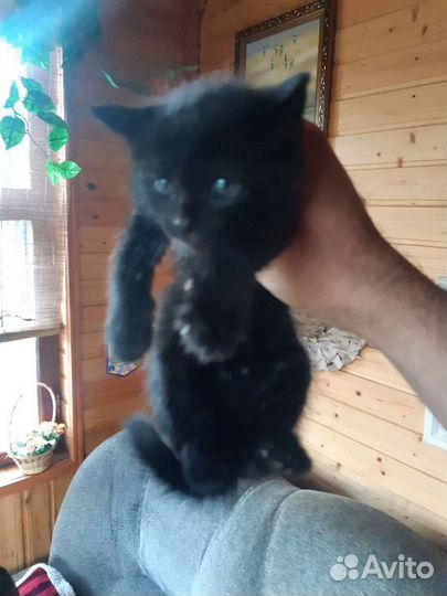 Отдам котенка в добрые руки