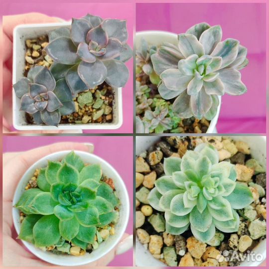 Суккуленты