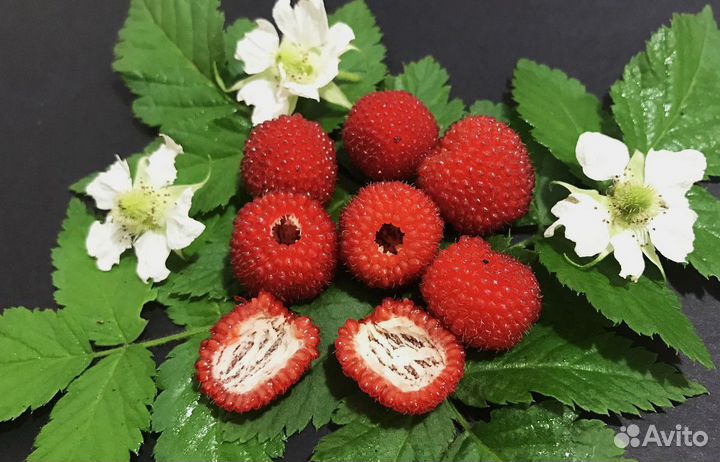 Саженцы Miao, Мяо, тибетская малина, малина розол