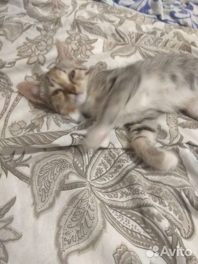 Кошка в дар бесплатно