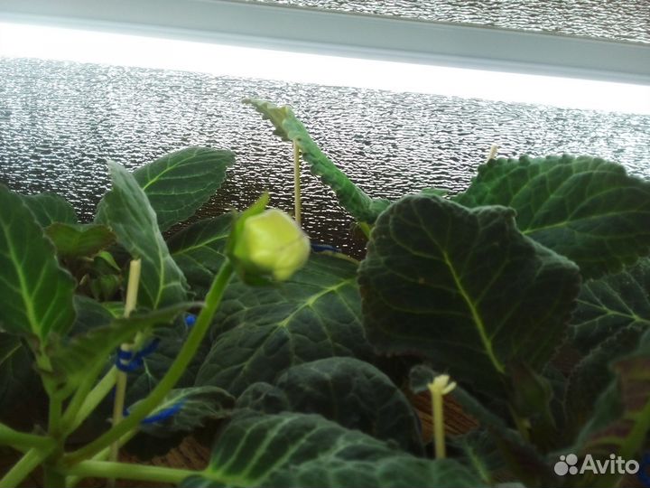 Глоксиния махровая