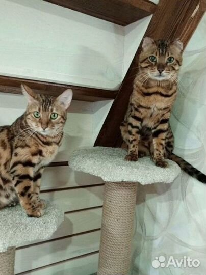 Бенгальские котята