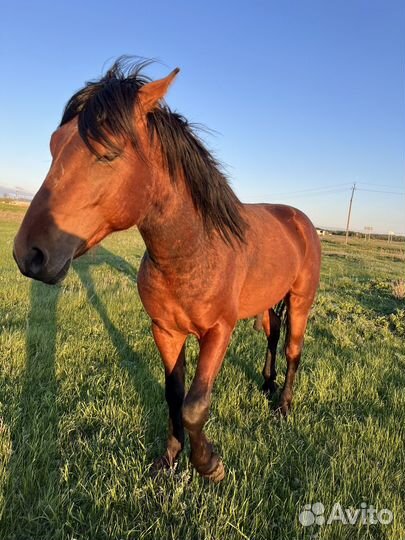 Лошадь жеребец