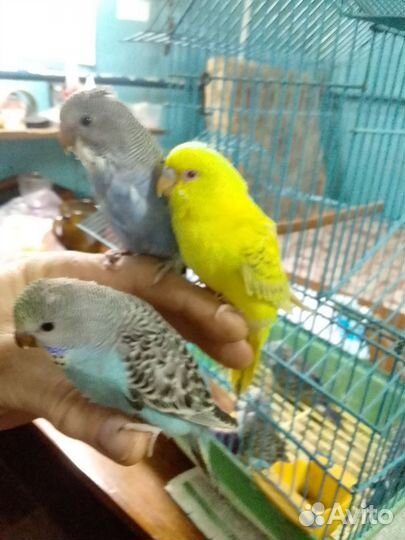 Птенцы волнистого попугая, склонные к разговору