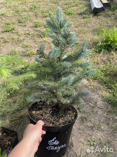 Ель голубая