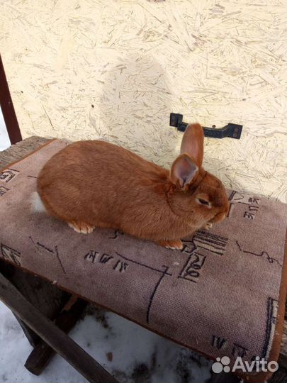 Продам чистопородных кроликов