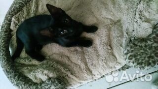 Бенгальские котята