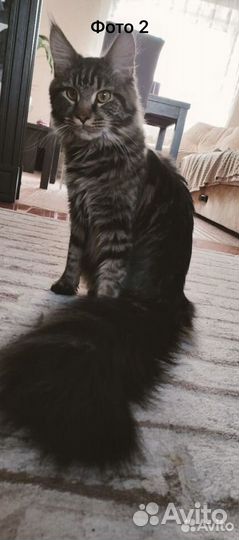 Котята мэйн-кун