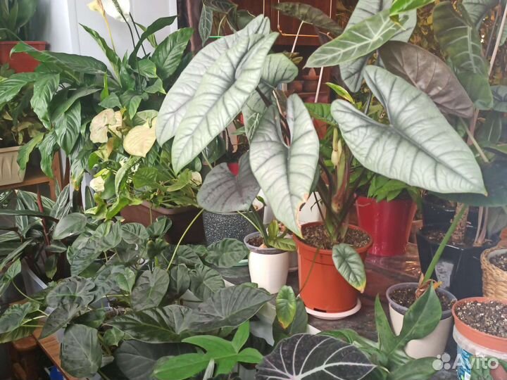 Комнатные растения