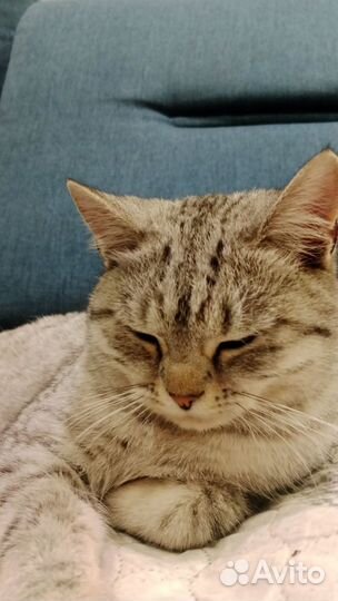 Кошка в дар