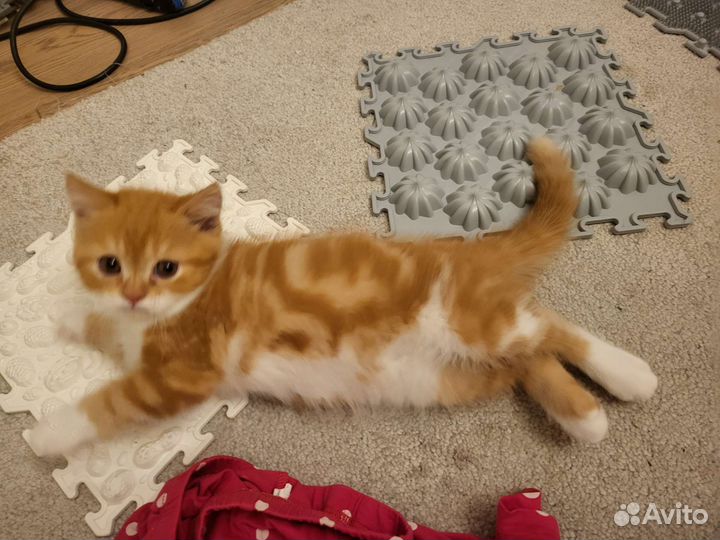 Экзотические котята