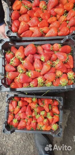 Клубника свежая сладкая вкусная из Азербайджана