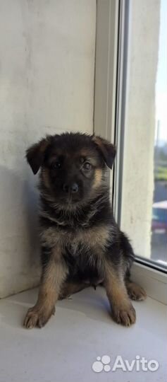 Щенки немецкой овчарки