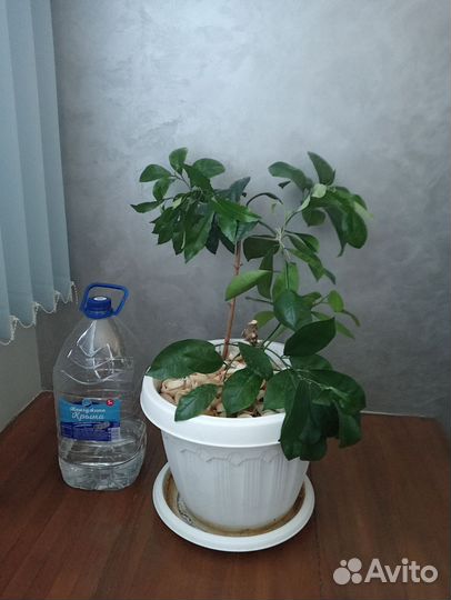 Каламандин