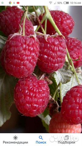 Малина ремонтантная Карамелька (саженцы)