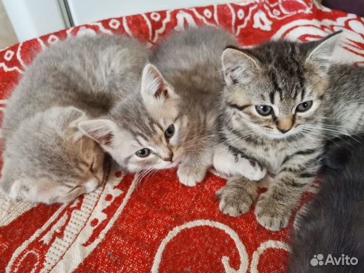 Шотландская кошка