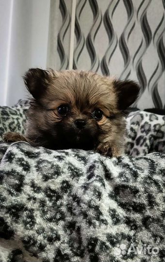 Шпиц (пекинес)