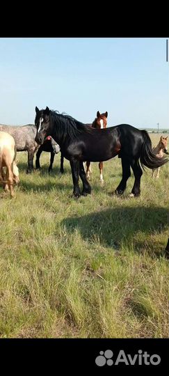 Лошади 40 голов