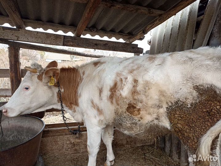 Коровы быки телки