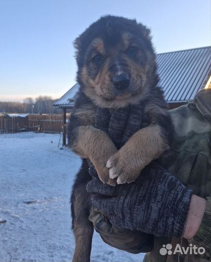 Щенки среднеазиатской овчарки