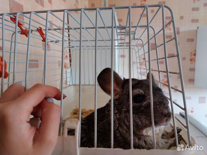 Шиншилла