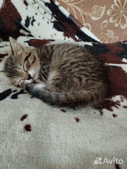 Котята