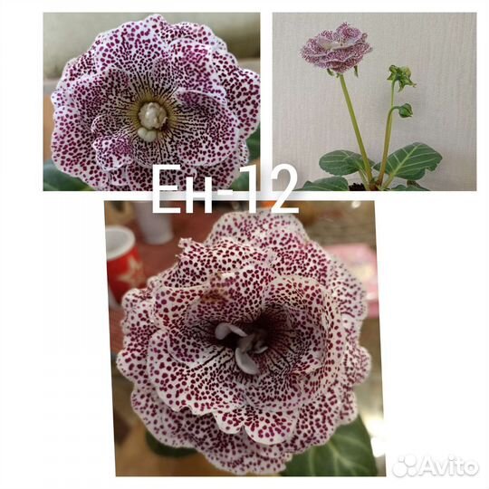 Глоксинии махровые клубни