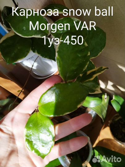 Хойя Лакуноза, Тсанги, Каудата и тд