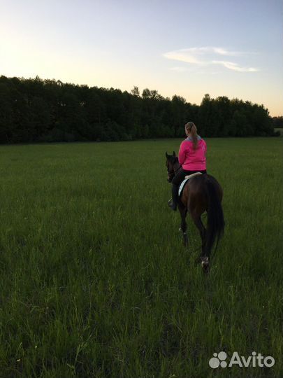 Сертификат на Конные прогулки / конные фотосессии