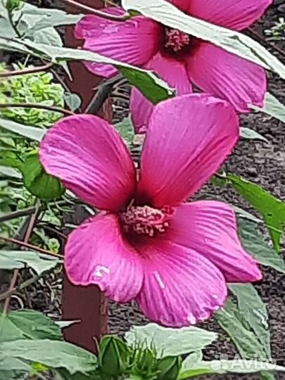 Гибискус семена