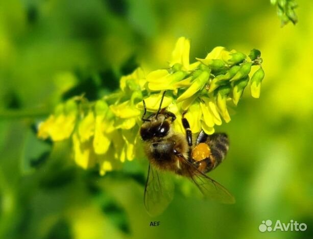Мед 2024 года натуральный опт