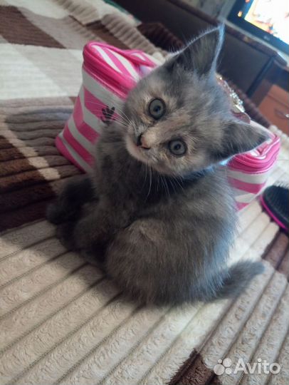 Кошка в дар бесплатно