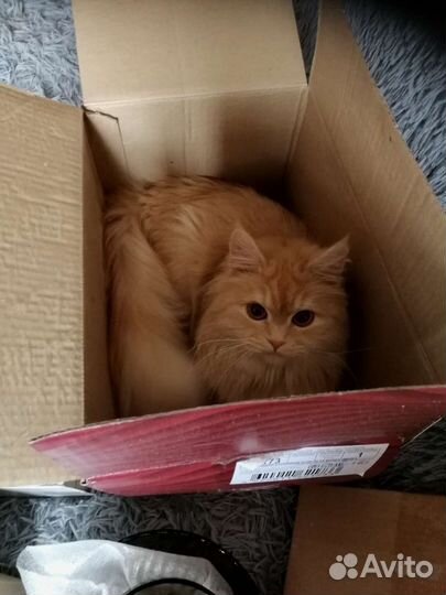 Отдам в добрые руки